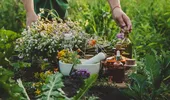 Leacurile din farmacia Mariei Treben. Plantele pe care le recomandă pentru stomac, somn și vindecarea rănilor