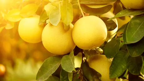 Pomelo, fructul ideal pentru sănătate VIDEO by CSID