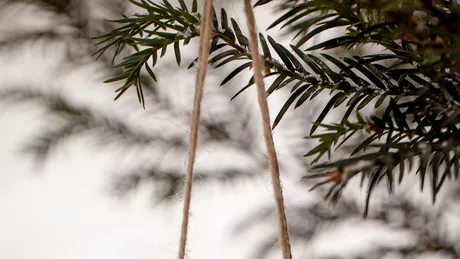 Stai la casă? 6 sugestii creative de hrănitoare pentru păsări