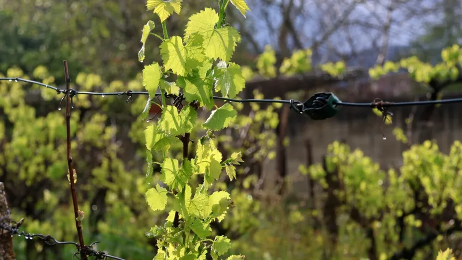 Remediul natural care face strugurii să fie mai dulci. Cu ce stropeau bunicii vița de vie?