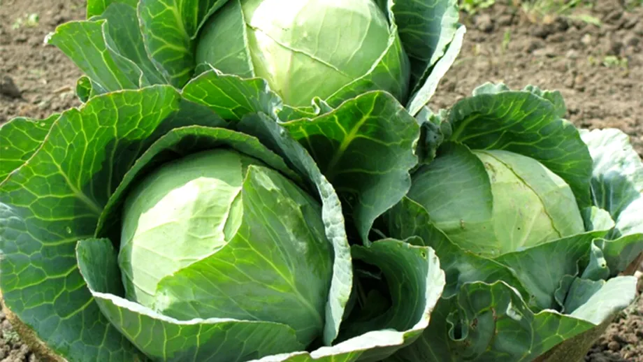 Cum să protejezi varza de grădină de dăunători. Cele mai bune 3 metode de prevenire și tratare a bolilor la culturile de varză
