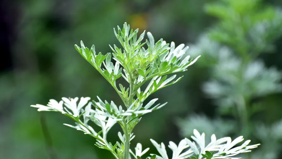 Pelinul, doctorul amar care curăță trupul