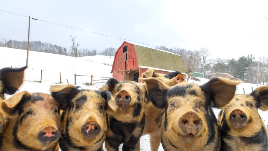 Obiceiuri și superstiții românești de Ignat