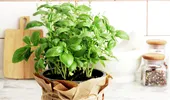 Plante pe care să le crești în bucătărie. Purifică aerul și te scapă de mirosul de mâncare