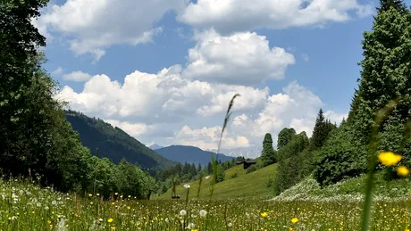 Planta care protejează ficatul și previne progresia fibrozei hepatice. Românii o au peste tot prin curte!