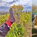 Un român a cumpărat 15 sticle de vin de țară, de la Valea Călugărească până la Focșani, și a făcut un experiment