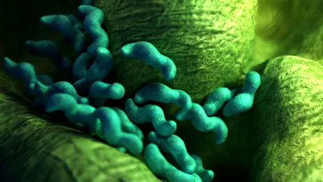 Recomandările Organizaţiei Mondiale a Sănătăţii pentru prevenirea infecţiei cu Campylobacter