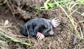 Ce flori trebuie să plantezi în curte să alungi cârtițele. Adio mușuroaie și plante distruse!