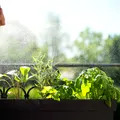 Cele 3 plante aromatice care împrospătează aerul și țin insectele la distanță. Sunt ușor de întreținut și perfecte pentru balcon sau apartament