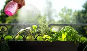 Cele 3 plante aromatice care împrospătează aerul și țin insectele la distanță. Sunt ușor de întreținut și perfecte pentru balcon sau apartament