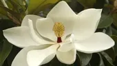 Extractele de magnolie combat respiratia urat mirositoare
