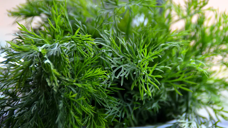 Cum să depozitezi corect verdețurile: trucuri și sfaturi utile