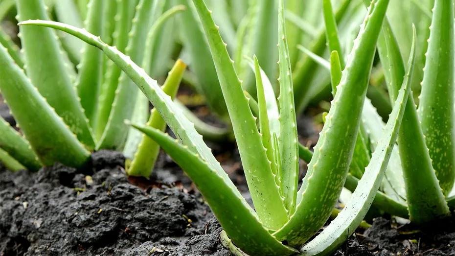 Cum să plantezi Aloe Vera acasă. Unde trebuie poziționată, de fapt