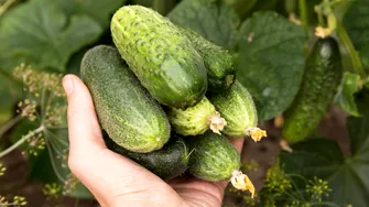 De ce au castraveții un gust amar? Soluții care te ajută când îi cultivi să nu mai iasă amari