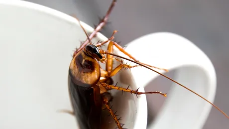 Ce riscuri nebănuite pentru sănătate implică strivirea gândacilor?
