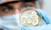 Bacteria care a eliminat complet tumorile după o singură doză