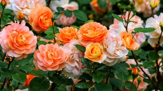 Obiectul banal care îți salvează trandafirii de îngheț și zăpadă. E secretul grădinarilor