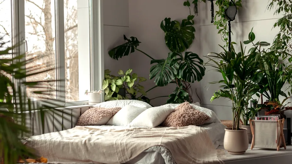 Plantele care elimină mirosurile neplăcute din locuință fără odorizante chimice. Ce să alegi pentru fiecare cameră
