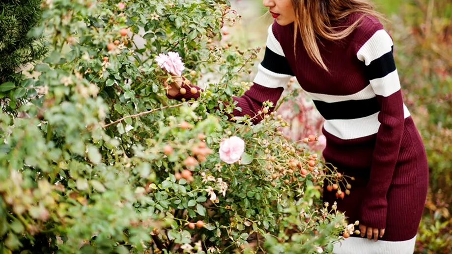Secretul trandafirilor plini de flori. Cum folosești corect sarea amară, pentru o grădină spectaculoasă