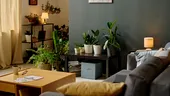 Cele mai rezistente plante de apartament. Supraviețuiesc fără lumină și pot crește chiar și-n baie