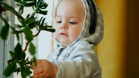 8 plante de apartament care pun în pericol viața bebelușului