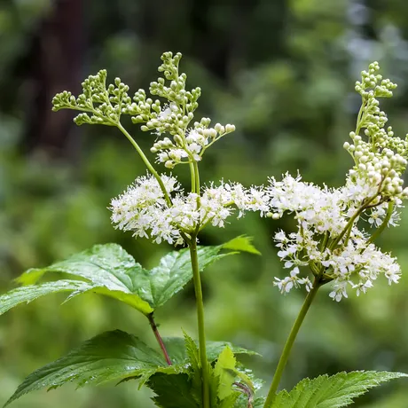 Crețușca, planta considerată „aspirina naturală”. Ce beneficii are și cum se consumă