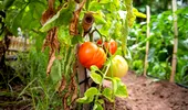 Cum recunoști și cum combați Tuta absoluta, molia minieră a tomatelor