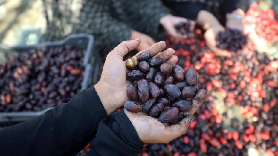 Fructul din China cultivat în Dăbuleni. Sprijină digestia și te scapă de anxietate