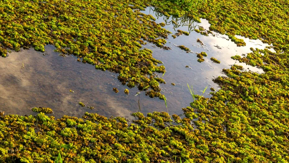 „Caviarul verde”, leguma care i-a înnebunit pe europeni! Crește în apă și se folosește pentru a trata guta sau artrita reumatoidă