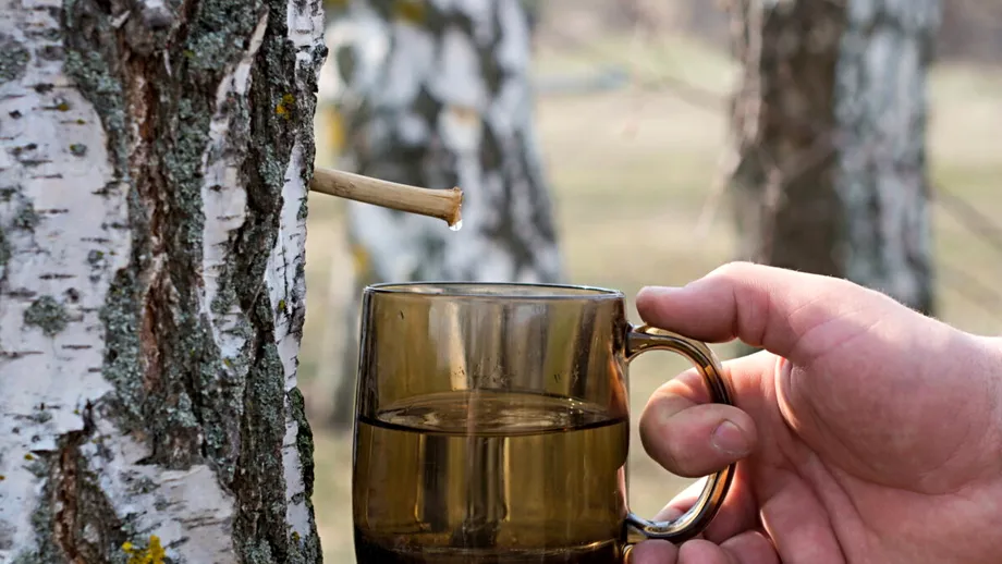 Seva de mesteacăn pentru sănătatea pielii: Beneficii și cum să o folosești