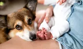 De ce e important ca bebelușii să crească cu un câine în casă. Cum le întărește imunitatea, de fapt