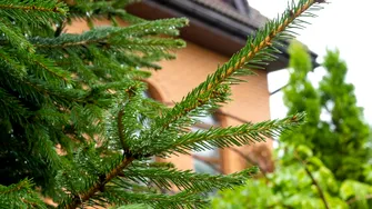 Ce semnifică bradul în curte: tradiție, simbol și obiceiuri românești