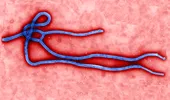 Testul rapid de depistare Ebola nu este un test de excludere!