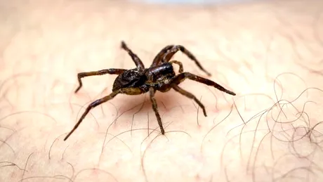 Mușcătura de păianjen: cum se manifestă și în ce constă primul ajutor