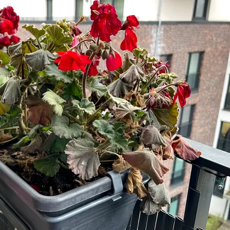 Soluția naturală care readuce plantele la viață în câteva zile. Ai nevoie de un singur ingredient din frigider