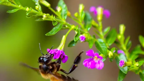 Ce este mierea mov și cum își obține culoarea unică