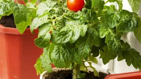 Produceţi legume eco în... balcon!