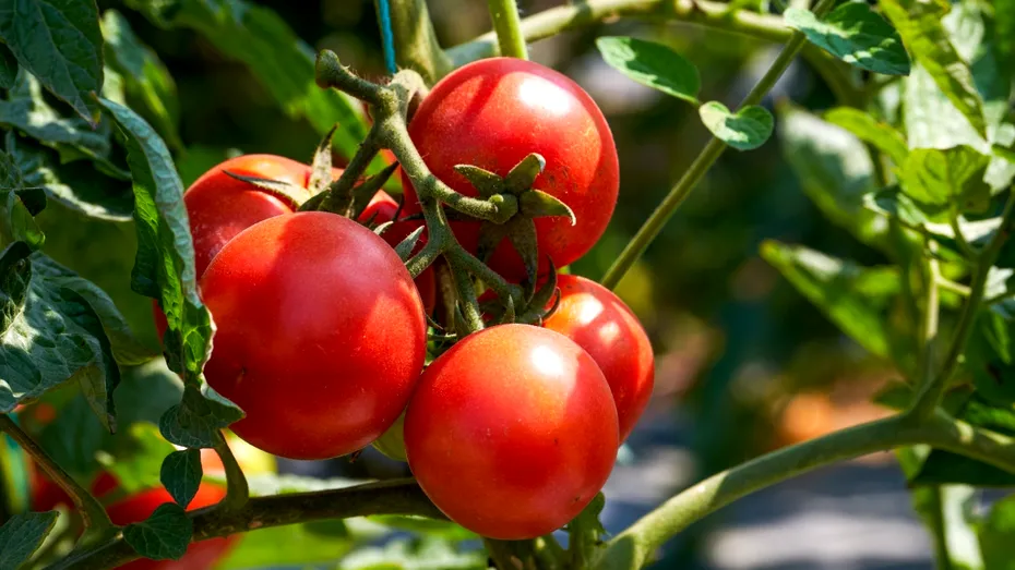 Roșiile vor avea un gust mai bun dacă sunt semănate lângă o plantă comună