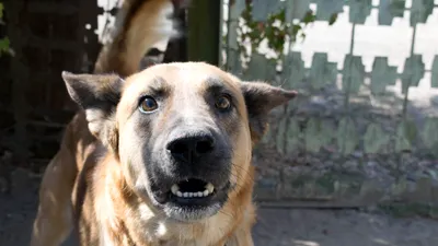 Copil de 4 ani din Buzău, ucis de un câine după ce a intrat într-o stână. Tragedia s-a petrecut sub ochii localnicilor / VIDEO
