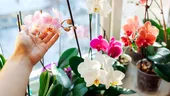 4 sfaturi pentru îngrijirea orhideei. Ce să faci ca să reziste florile mai mult timp