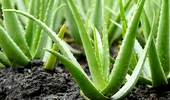 Cum să plantezi Aloe Vera acasă. Unde trebuie poziționată, de fapt