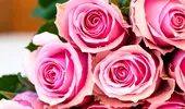 Trandafirii, florile iubirii, sănătăţii şi plăcerii