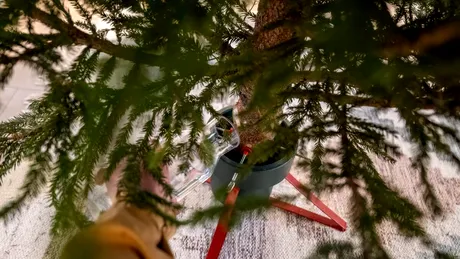 Cum să menții bradul de Crăciun proaspăt și hidratat săptămâni bune! Ce să pui la rădăcina lui, imediat după ce l-ai adus acasă