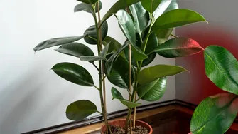 Cum să ai grijă de un ficus în apartament. De câte ori trebuie udat și unde trebuie poziționat