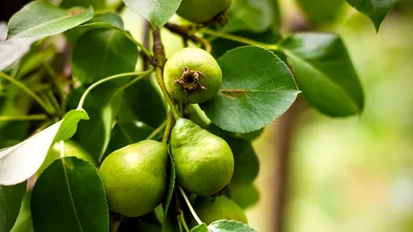 Cum să identifici rugina părului și să combați această boală, pentru ca fructele să nu fie afectate