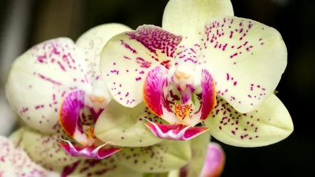 Cum să ai orhideele înflorite tot anul cu ajutorul unei banane! Trucul pe care trebuie să îl știi