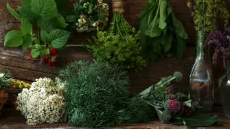 Planta amară care îți poate reseta digestia și ficatul. Secretul uitat al unui remediu naturist popular