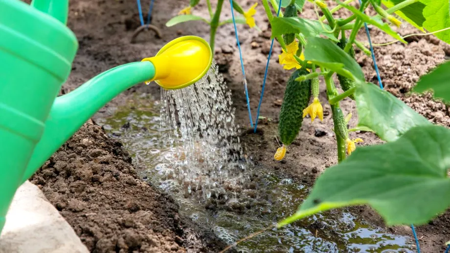 Care este cel mai bun moment din zi să uzi grădina cu legume. Evită aceste ore!