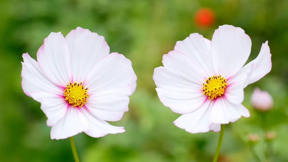 Floarea superbă pe care să o plantezi acum pentru a avea grădină colorată la vară