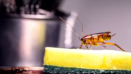 Insecte care se ascund frecvent în spatele frigiderului și al electrocasnicelor din bucătărie